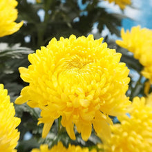 Chrysanthemum Mixed Seeds for seasonal color across the flower bed