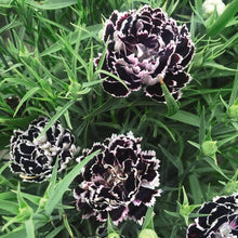 Black Carnation Seeds (Dianthus caryophyllus) for colorful blooms in the indoor pots