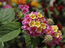 Lantana Seeds (Lantana camara) for colorful blooms in the Flower Bed & Garden
