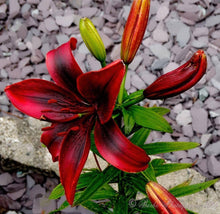 Blue Heart Lily Seeds (Crinum spp.) for seasonal color across the Flower Bed & Home Garden