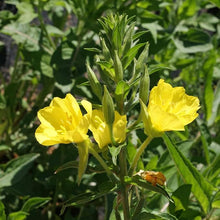 Yellow Evening Primrose Oenothera Lamarckiana Seeds for a bright addition to the Flower Bed