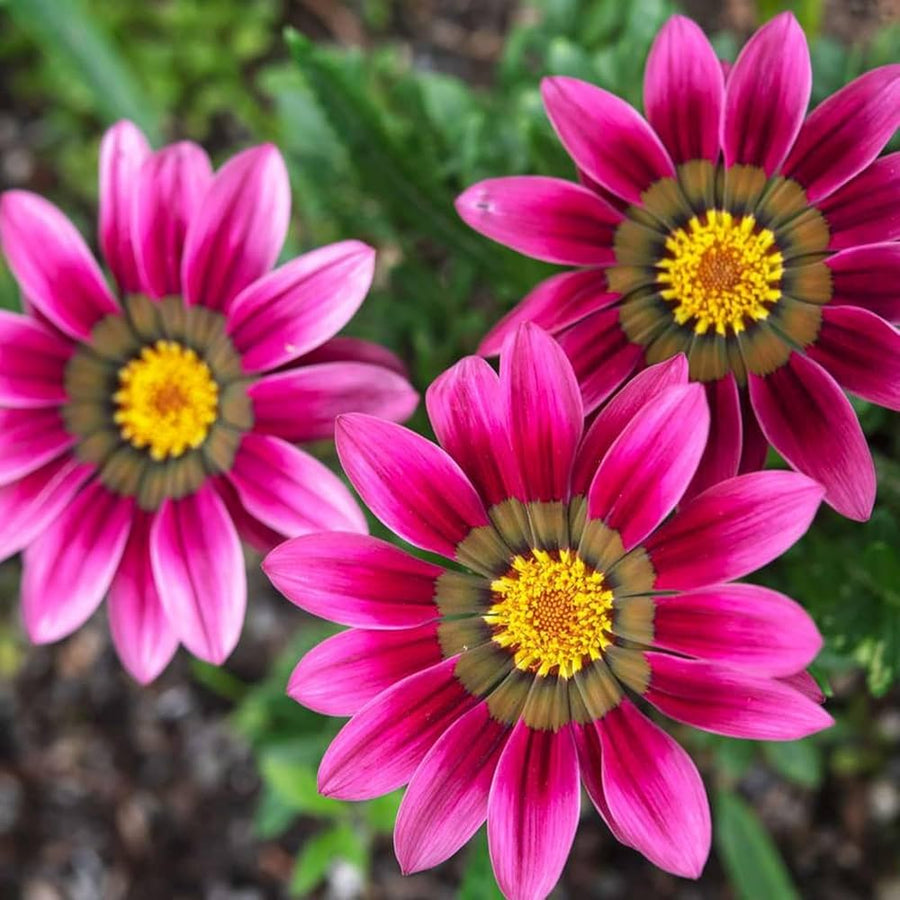 Gazania Linearis Gazania spp. for planting in flower bed