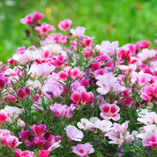 Annual Godia Grandiflora Tall Double White Seeds for growers seeking a long-blooming display