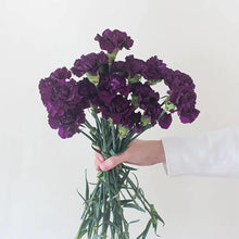 Carnation Dianthus Caryophyllus Heirloom Purple Seeds for seasonal color across the Garden Cut Flowers