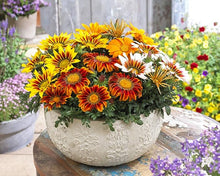 African Gazania Seeds (Gazania rigens) for seasonal color across the Flower Bed & Urban Garden