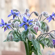 Borago Seeds for long-term planting in the Garden Bonsai