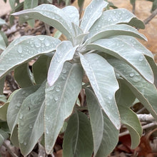 California White Sage Seeds for cooks growing the Herb Garden & Home Garden