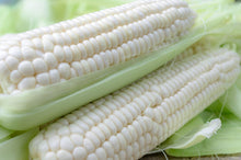 Waxy White Corn Seeds, Healthy White Corn Vegetable Seeds  Ornamental Garden Plant for Home Gardening