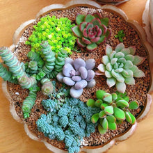 Indoor Decorative Houseplant Mixed species Seeds for growers filling out the indoor pots and small space gardening