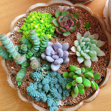 Rare Succulent Bonsai Flowers for planting