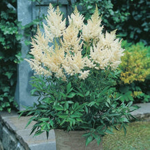 White Astilbe Seeds for gardeners building out beds and borders