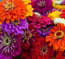 California Giant Zinnia Seeds (Zinnia elegans) for colorful blooms in the Pollinator Flower Beds
