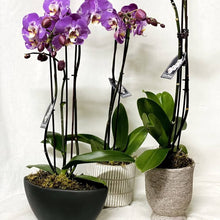 Orchid Seeds (Phalaenopsis spp.) for seasonal color across the indoor gardens and decorative displays