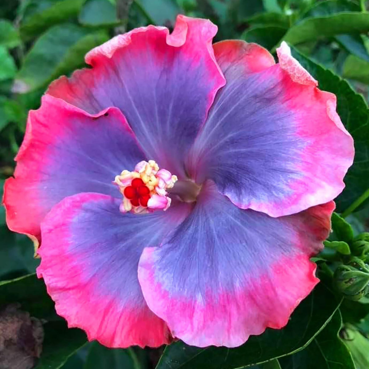 Hydrangea Hydrangea Macrophylla Flower Seeds for Planting – Suitable for Geranium Pots and Decorative Garden Use