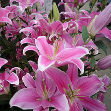 Blue heart lily Seeds (Lilium spp.) for seasonal color across the indoor pots or backyard flower beds