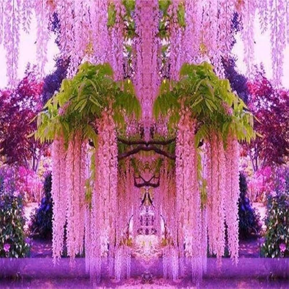 Wisteria Plant Seeds