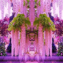 Wisteria Plant Seeds