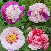 Dark Grey Peony Seeds for long-term planting in the yard
