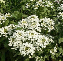 White Amara Empress Candytuft Seeds grown for elegant White Flowers