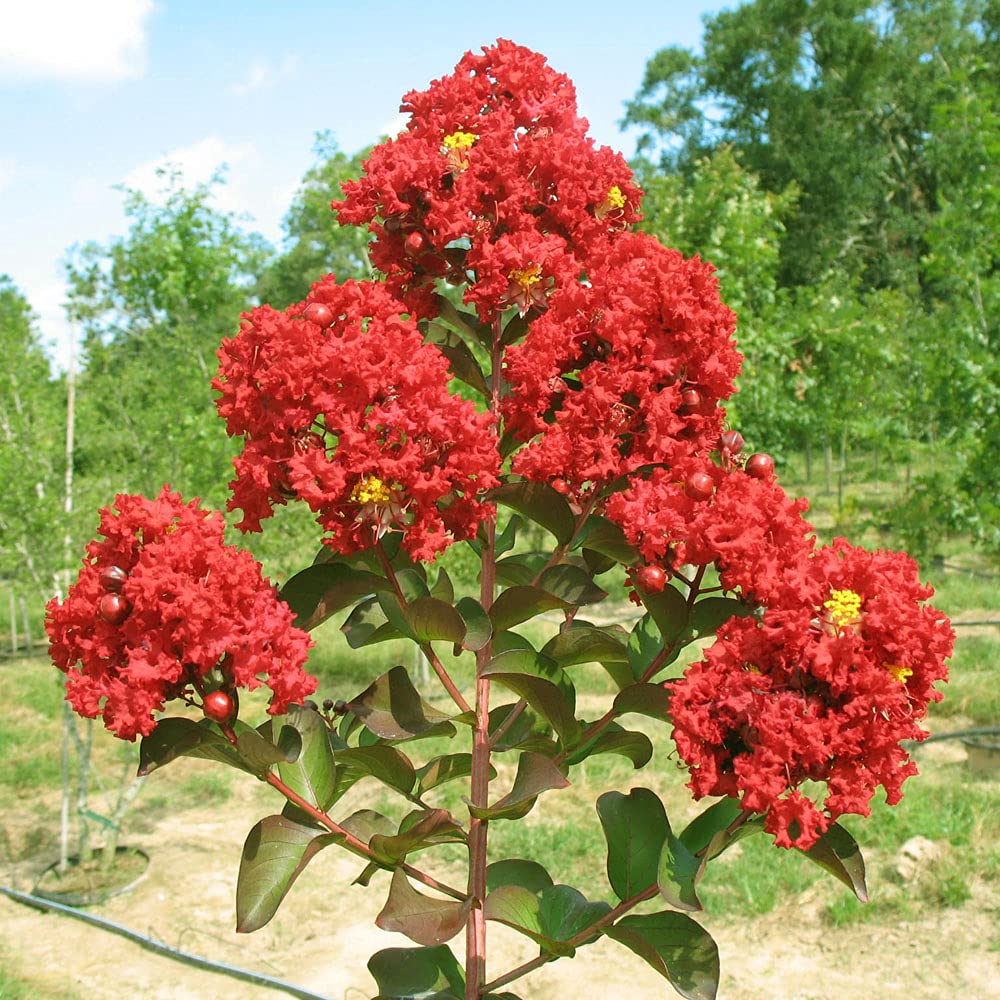 Light Green Crepe Myrtle (Lagerstroemia indica) for red flower bonsai planting