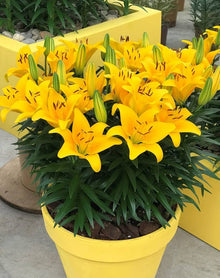 Light Yellow Perfume Lily Seeds for long-term planting in the Garden Decoration