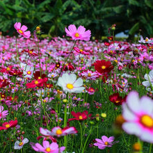 Cosmos Seeds (Cosmos bipinnatus) for seasonal color across the Flower Bed