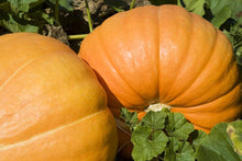 Sugar Pie Pumpkin Seeds (Cucurbita pepo) for a fresh homegrown crop from the Vegetable Garden