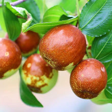 Indian Jujube Fruit Tree Seeds for a sweet addition to the home orchard