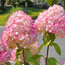 Strawberry Hydrangea Seeds (Hydrangea paniculata) for a homegrown harvest from the backyard garden planting