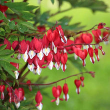 Bleeding Heart Dicentra Spectabilis Seeds grown for perennial Flowers