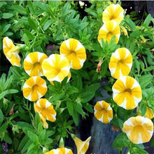Heirloom Hanging Petunia Mixed Yellow Rare Variety Garden Plant Seeds for reliable seasonal color