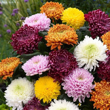 Chrysanthemum Robinson Mix Seeds (Chrysanthemum coccineum) for seasonal color across the Flower Gardens or Borders