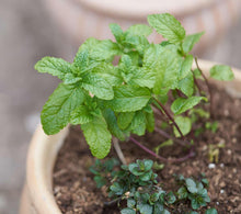 Aromatic Plant Seeds for cooks growing their own fresh herbs