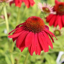 Echinacea Seeds for growers filling out the Echinacea bed pollinator garden