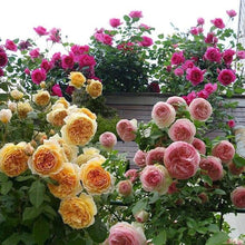 Mixed Climbing Rose Seeds (Rosa spp.) for trellises and fences in the Flower Bed