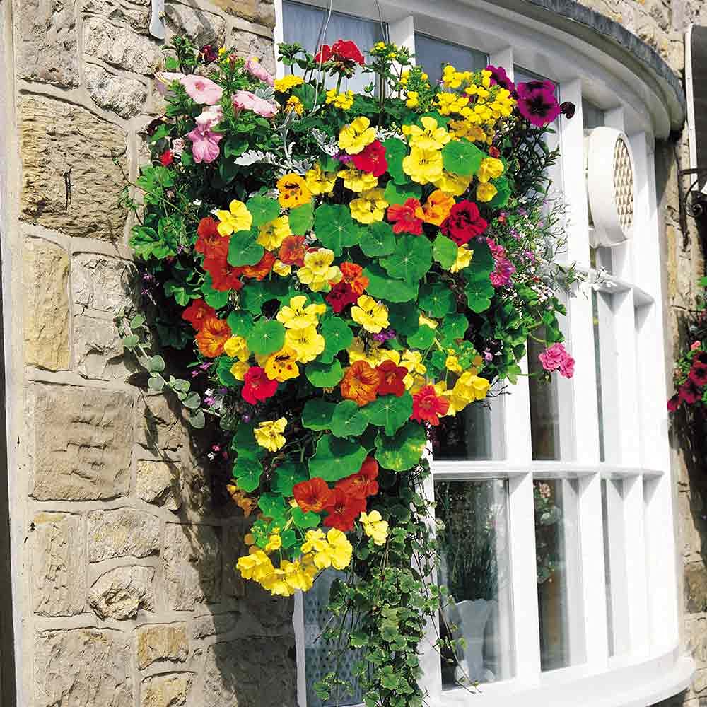 Nasturtium Jewel Mix edible flower seeds