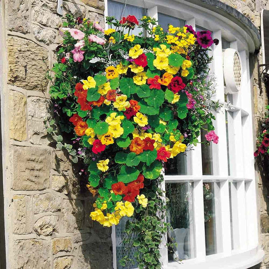 Nasturtium Jewel Mix edible flower seeds