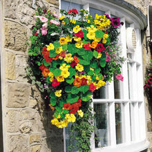 Nasturzio Jewel Mix Seeds for growers seeking a long-blooming display