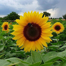Little Becka Sunflower Seeds (Helianthus annuus) for a lasting display in the Flower Bed