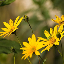 Arnica Herb Plant Seeds (Arnica montana) for a bright addition to the Herb Garden & Home Garden