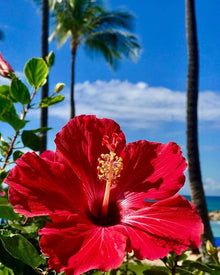 Fiji Hibiscus Hibiscus rosa-sinensis for planting in garden
