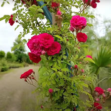 Climbing Rose Sedo Seeds for fast cover along a fence or wall