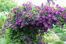 Clematis Seeds (Clematis spp.) for seasonal color across the Trellis Garden
