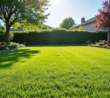 Zoysia Grass Seeds, Fresh and Soft Green Grass Seeds, Natural Trailing Grasses for Home Gardens  Ornamental Garden Plant Garden Plant Seeds