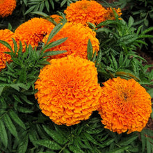 African Marigold Seeds (Tagetes erecta) for a lasting display in the home garden borders and pots
