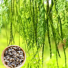 Lammohr Plant Seeds