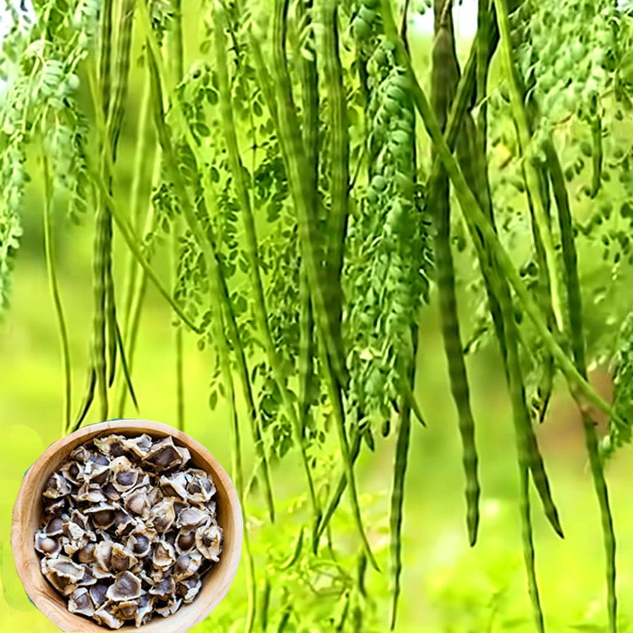 Lammohr Plant Seeds