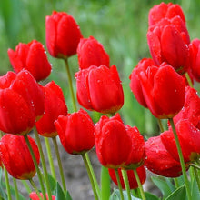 Tulip Mix Seeds prized for vibrant Spring Flower Displays