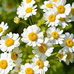 Chrysanthemum Chrysanthemum Morifolium Flower Seeds for Planting – Bright Seasonal Blooms for Backyard Gardens