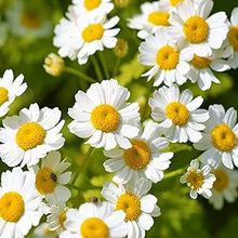 Chrysanthemum Chrysanthemum Morifolium Flower Seeds for Planting – Bright Seasonal Blooms for Backyard Gardens